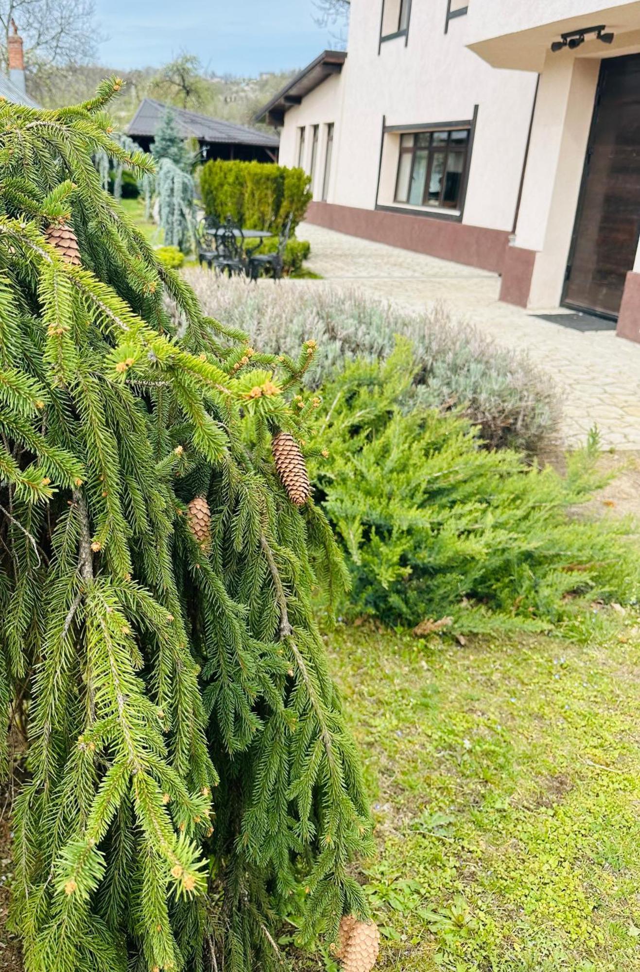 Hotel Casa Pisica Noastra Breaza  Zewnętrze zdjęcie